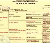 Фото в Домашние животные Вязка Питомник Золотая Середина. 1,5 года. Развязан, в Москве 12 000