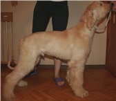 Питомник Ахтиар Ак Яр предлагает щенков афгана ШОУ класса на продажу,  3 кобеля (белый, бело-крем) 65372  фото в Москве