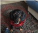 Изображение в Домашние животные Вязка собак Зовут Тоби. Ему 6 лет. Чепрачного цвета. в Тюмени 100