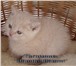 Продам шотландских короткошерстных плюшевых котят, Возраст 2 месяца, Оформлены документы (метрика и 68815  фото в Талдом
