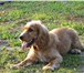 Фотография в Домашние животные Потерянные Пропала собака кокер-спаниель 4.01.2011 в в Волгодонске 0