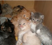 Котята мэйкуна, к туалету приучены , умные, крупные, 5 нед, серая девочка остальные мальчики, в еде 69325  фото в Перми