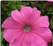 Фотография в Домашние животные Растения Продам семена петунии крупноцветковой (Petunia в Краснодаре 0