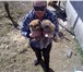 Отдам щенков в хорошие руки-мальчик и девочка,  даром 168410  фото в Улан-Удэ