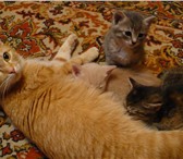 Отдадим в добрые руки! 3457963 Другая порода фото в Санкт-Петербурге