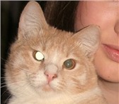 Изображение в Домашние животные Потерянные Потерялся кот, возраст 1 год, окрас бежевый, в Перми 2 000