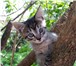 Котята в дар 4428608 Другая порода фото в Орле