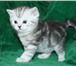 Продается прямоухий котик скоттиш страйт как в рекламе Вискас,  Мальчик - Cirius Brut Окрас черный 69413  фото в Москве