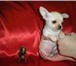 Продаются великолепные девочки и мальчики Йоркширского терьера мини и мелкий стандарт рождены 06, 0 66684  фото в Москве