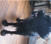 Изображение в Домашние животные Найденные найдена собака породы спаниэль девочка черная в Магнитогорске 0