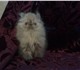 Персидский котенок,  очаровательная гима