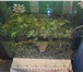 Фотография в Домашние животные Рыбки Продам аквариум 35 литров к нему прилагаются в Братске 3 000