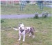Foto в Домашние животные Вязка собак Активный породистый кобель, Макс, ищет даму в Красноярске 1