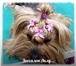 Изображение в Домашние животные Стрижка собак Зоопарикмахерская Лилу, предлагает своим в Обнинске 1 000