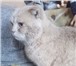Фотография в Домашние животные Вязка Молодой котик, породы Шотландский скоттишь- в Екатеринбурге 900