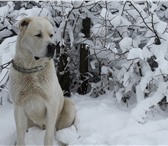 Фото в Домашние животные Вязка собак молодой кабель алабай, два года, окрас бело-пал.ищет в Саратове 0