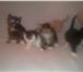 Фото в  Отдам даром-приму в дар Одам милых и хороших котят от чистоплотной в Череповецке 0