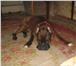 Изображение в Домашние животные Вязка собак предлагаю для вязки кобеля породы немецкий в Москве 1 000