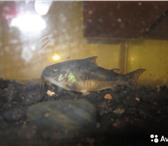 Фотография в Домашние животные Рыбки Продам аквариум на 118 литров б.у. Вместе в Томске 3 000