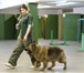 Фотография в Работа Вакансии В Федерацию военного собаководства требуется в Москве 20 000