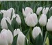 Изображение в Домашние животные Растения Голландские хризантемы, розы, тюльпаны, гвоздики, в Красноярске 27