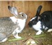 Фото в Домашние животные Другие животные Продаём кроликов разных мясных пород. Клетки в Калуге 0