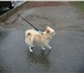 Фотография в Домашние животные Вязка собак чихуахуа (кобель) д/ш, окрас кремовый, 7 в Хабаровске 0