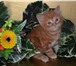 Шотландские котята 1249839 Скоттиш фолд короткошерстная фото в Фрязино