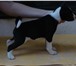 Продаю клубных щенков басенджи (собака бидуинов) от титулованных привозных родителей , (редчайш 64899  фото в Москве