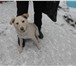 Фотография в Help! Потери На   посёлке    Димитровский потерялась собака в Магнитогорске 0
