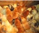 Фотография в Домашние животные Птички Фермерское хозяйство каждый год в весенний в Москве 550