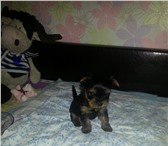 Куколка! 2191706 Йоркширский терьер фото в Екатеринбурге