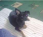 Продам щенка той-терьера, Веселый, ласковый , симпатичный мальчик 8 месяцев от роду, Очень умны 67930  фото в Челябинске