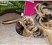 Фото в Домашние животные Вязка Галантный, воспитанный вислоухий мраморный в Истра 2 500