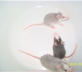 Фотография в Домашние животные Грызуны Срочно продам крысят! Возраст: один месяц. в Нефтекамске 100