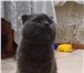 Фото в Домашние животные Вязка Опытный шотладский вислоухий котик(9 из 9 в Белгороде 1 000