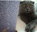 Foto в Домашние животные Вязка Молодая,британская вислоухая кошечка ищет в Невинномысске 0