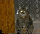 Изображение в Домашние животные Потерянные Пропал кот по кличке Тамик. Кастрированный. в Камешково 2 500