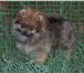 Продается щенок Померанского шпитца, окрас рыжий, 5 месяцев, родословная есть, прививки есть, о 67002  фото в Таганроге