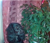 Изображение в Домашние животные Вязка собак Русский охотничий спаниель девочка 2 года в Чите 0
