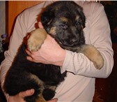 Немецкая овчарка щенки возраст 1 месяц (родились 26 02 2010,), окрас чепрачный, цена договорная 68289  фото в Челябинске