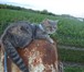 Фотография в Домашние животные Вязка Ищем коты для вязки вислоухого шотландца в Белгороде 0