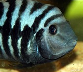 Foto в Домашние животные Рыбки Продам рыбок породы Цихлид, очень популярной в Нижнекамске 25