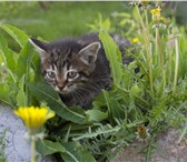 Фотография в Домашние животные Отдам даром я котёнок, хвост пушистыйя умею бегать быстроя в Улан-Удэ 0