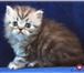 Шоколадные шотландские котята 361528 Скоттиш фолд короткошерстная фото в Саратове