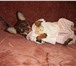 Фотография в Домашние животные Вязка собак Той-терьера кобеля с отличной родословной в Твери 0