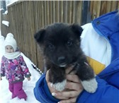 Фото в Домашние животные Отдам даром Отдадим в ответственные руки щенка от средней в Улан-Удэ 0