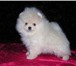 Продажа в питомнике миниатюрных померанских шпицев 175425  фото в Москве