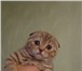 Foto в Домашние животные Вязка Опытный , нежный , ласковый котик , приглашает в Ростове-на-Дону 2 000