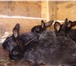 Foto в Домашние животные Другие животные Продаю домашних кроликов разных возрастов в Москве 450